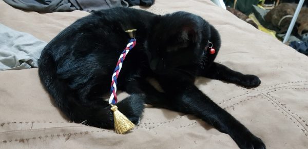a black cat draped with a gold bell and tassle on a plaited red, white & blue ribbon